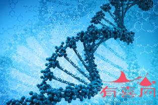 大连助孕机构网-DNA分子的结构是什么？